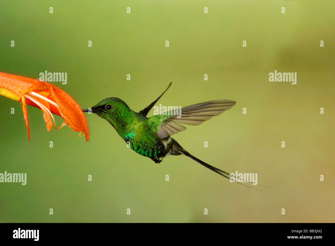 Green Thorntail Hummingbird, Cordillera Talamanca, Costa Rica Foto Stock