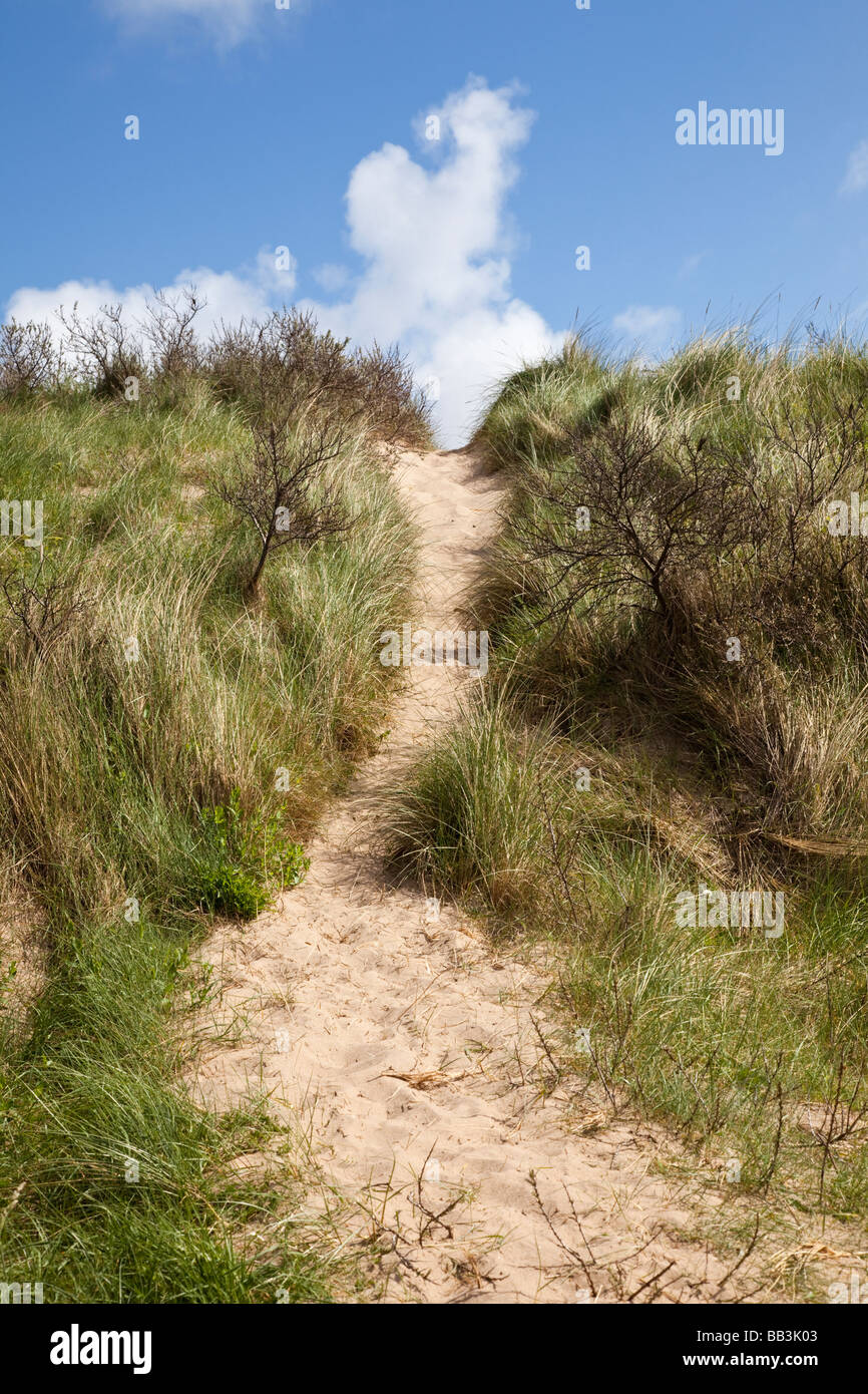 Il percorso fino al di sopra di un mare di dune di sabbia coperte di marram erba e cespugli di ginestre REGNO UNITO Foto Stock