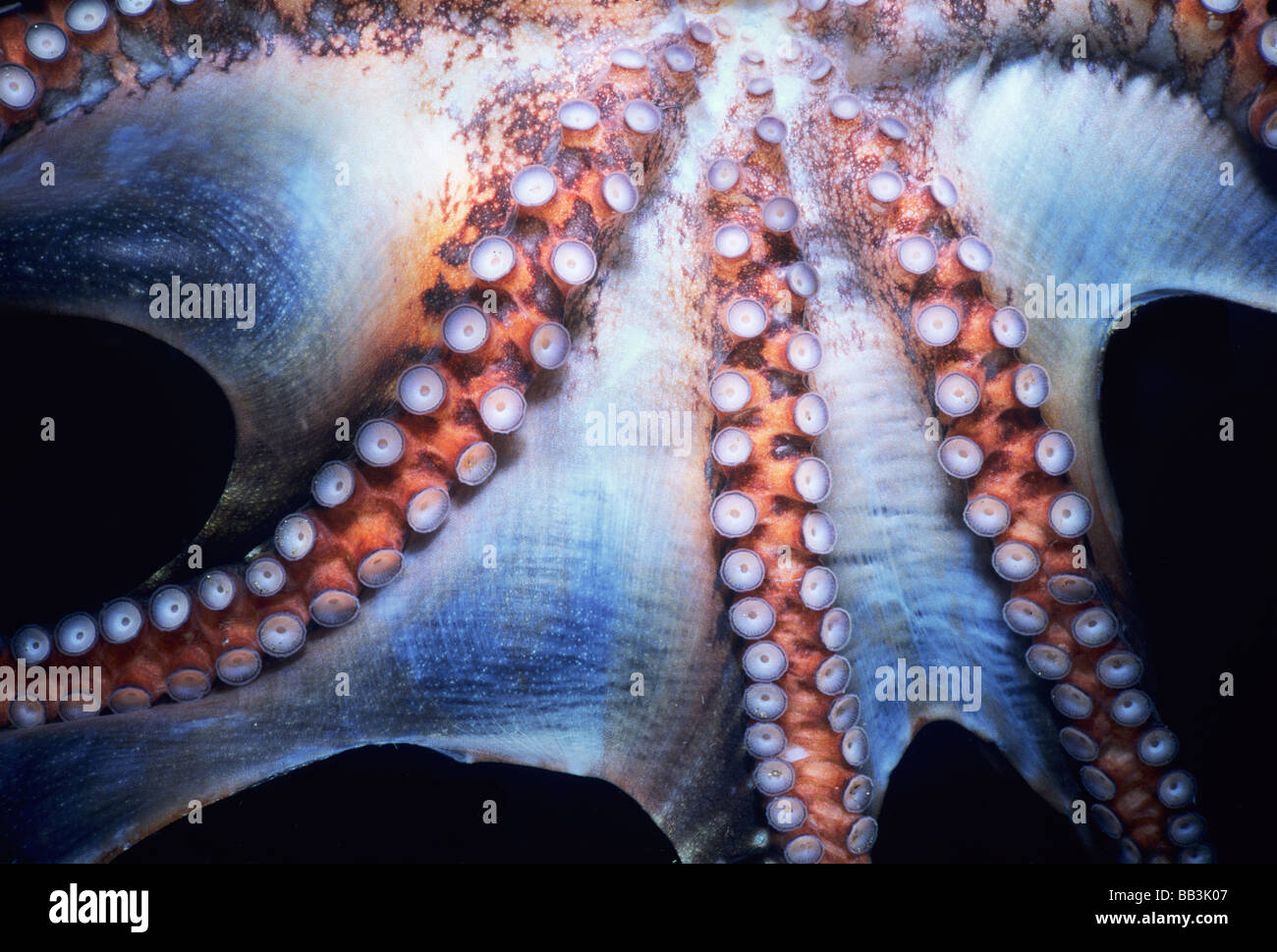 Il Cocco Octopus Octopus marginatus lato inferiore Lembeh strait Celebes mare di Sulawesi - Indonesia Foto Stock