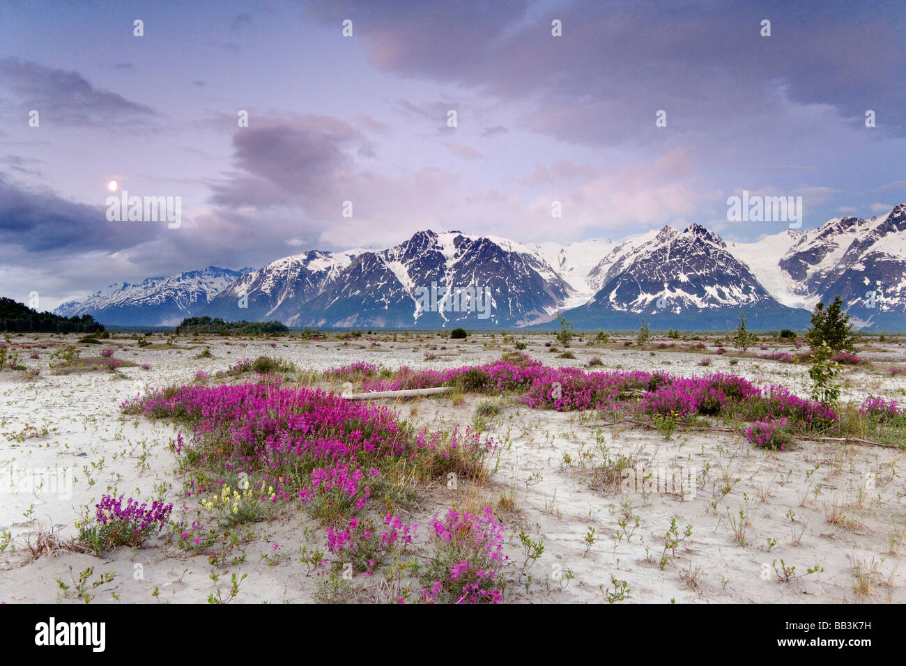 Stati Uniti d'America, Alaska, Alsek River Valley. Vista di fiori selvaggi e Fairweather Range. Foto Stock