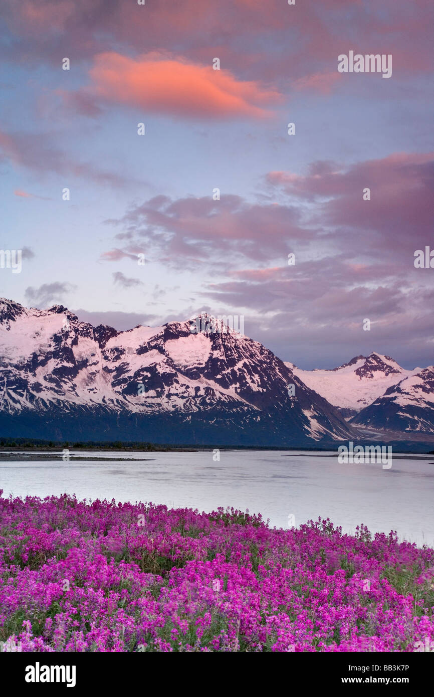 Stati Uniti d'America, Alaska, Alsek River Valley. Vista di Alsek River, fiori selvatici e Fairweather Range. Foto Stock