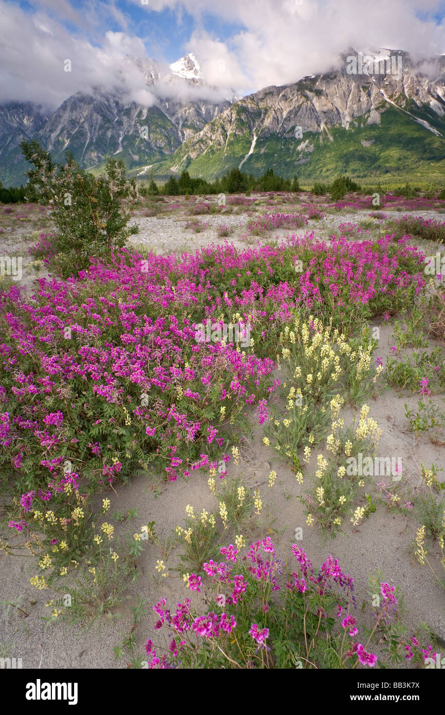 Stati Uniti d'America, Alaska, Alsek River Valley. Vista di fiori selvaggi e Fairweather Range. Foto Stock