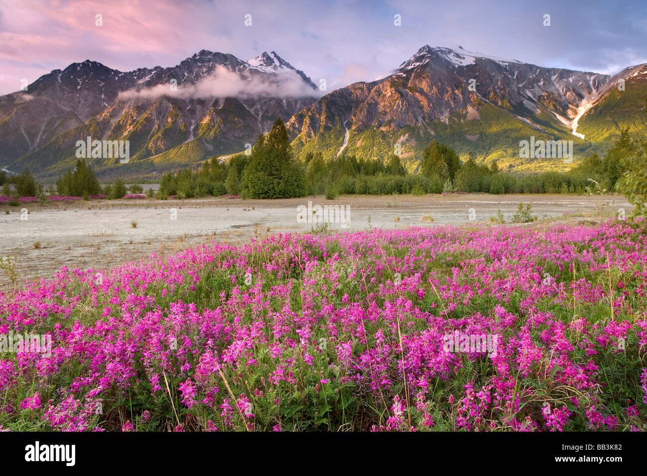 Stati Uniti d'America, Alaska, Alsek River Valley. Vista di fiori selvaggi e Fairweather Range. Foto Stock