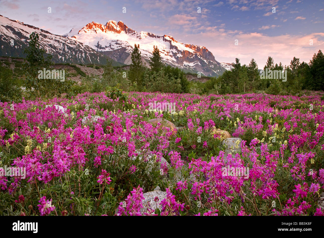 Stati Uniti d'America, Alaska, Alsek River Valley. Vista di fiori selvaggi e Fairweather Range. Foto Stock