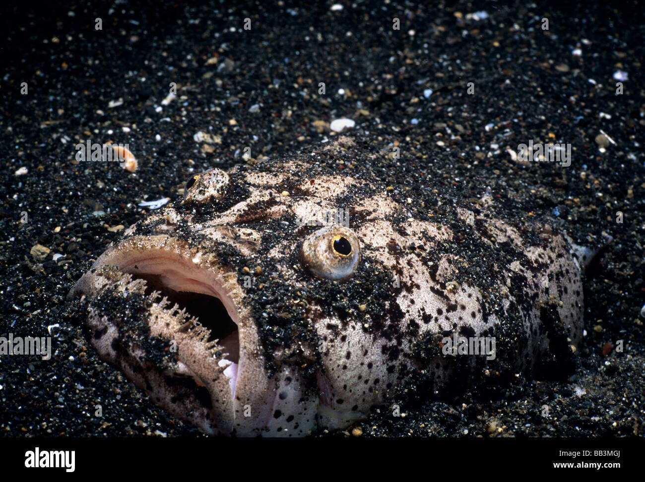 In marmo Uranoscopus Stargazer bicinctus mimetizzata su fondo Lembeh strait Celebes mare di Sulawesi - Indonesia Foto Stock