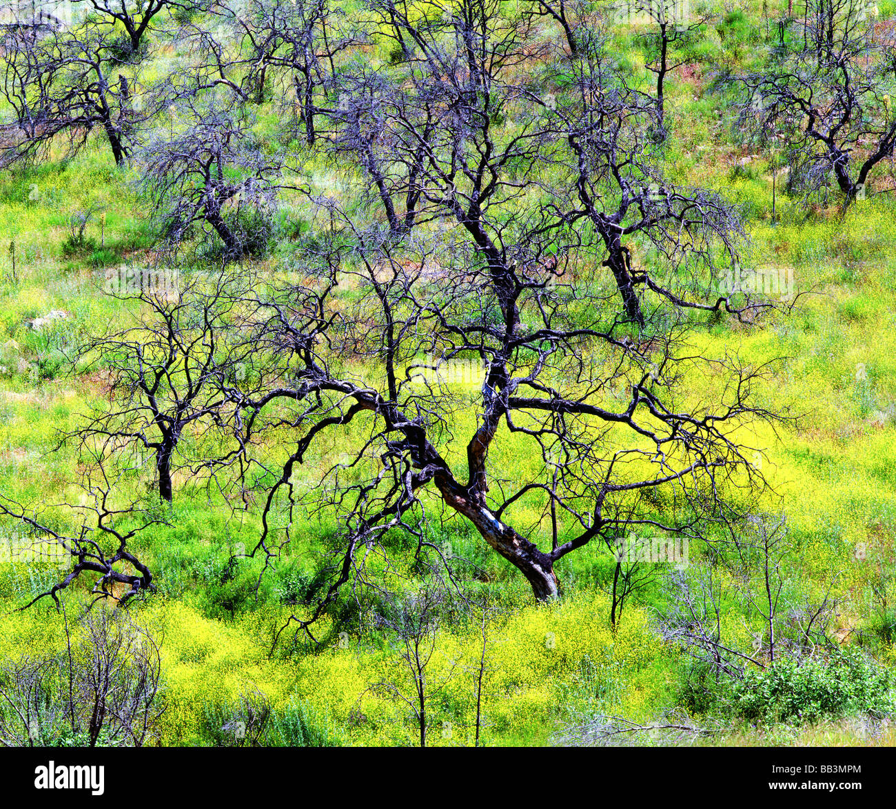 Stati Uniti, California, San Diego. Un olocausto oak forest invasa da piante di senape in Cleveland National Forest. Foto Stock