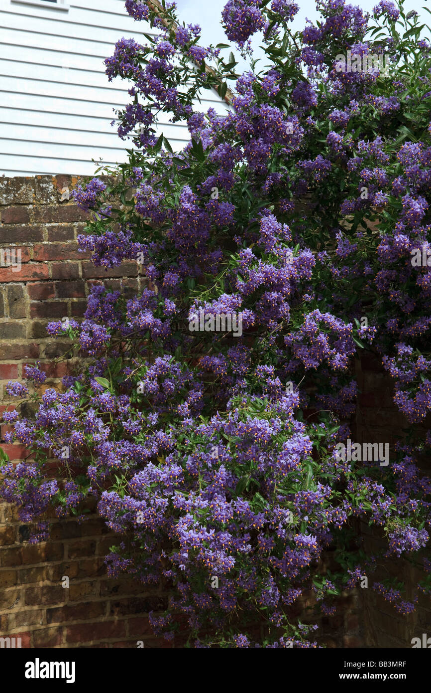 Solanum Crispum, arrampicata su un cottage red muro di mattoni nel Kent, Regno Unito Foto Stock