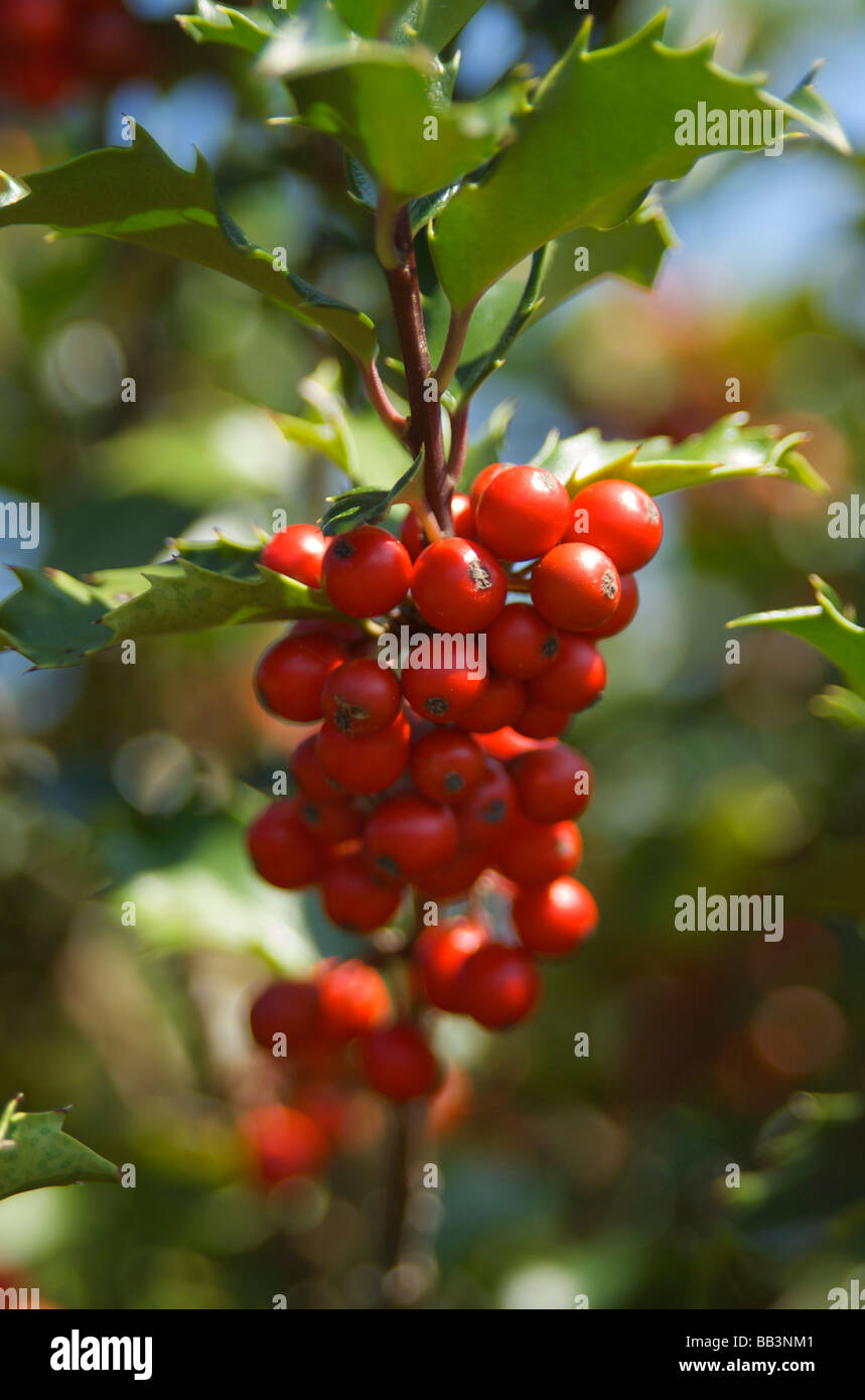 Stati Uniti d'America, New England, Massachusetts, Boylston, Tower Hill Giardino Botanico, bacche su holly tree Foto Stock