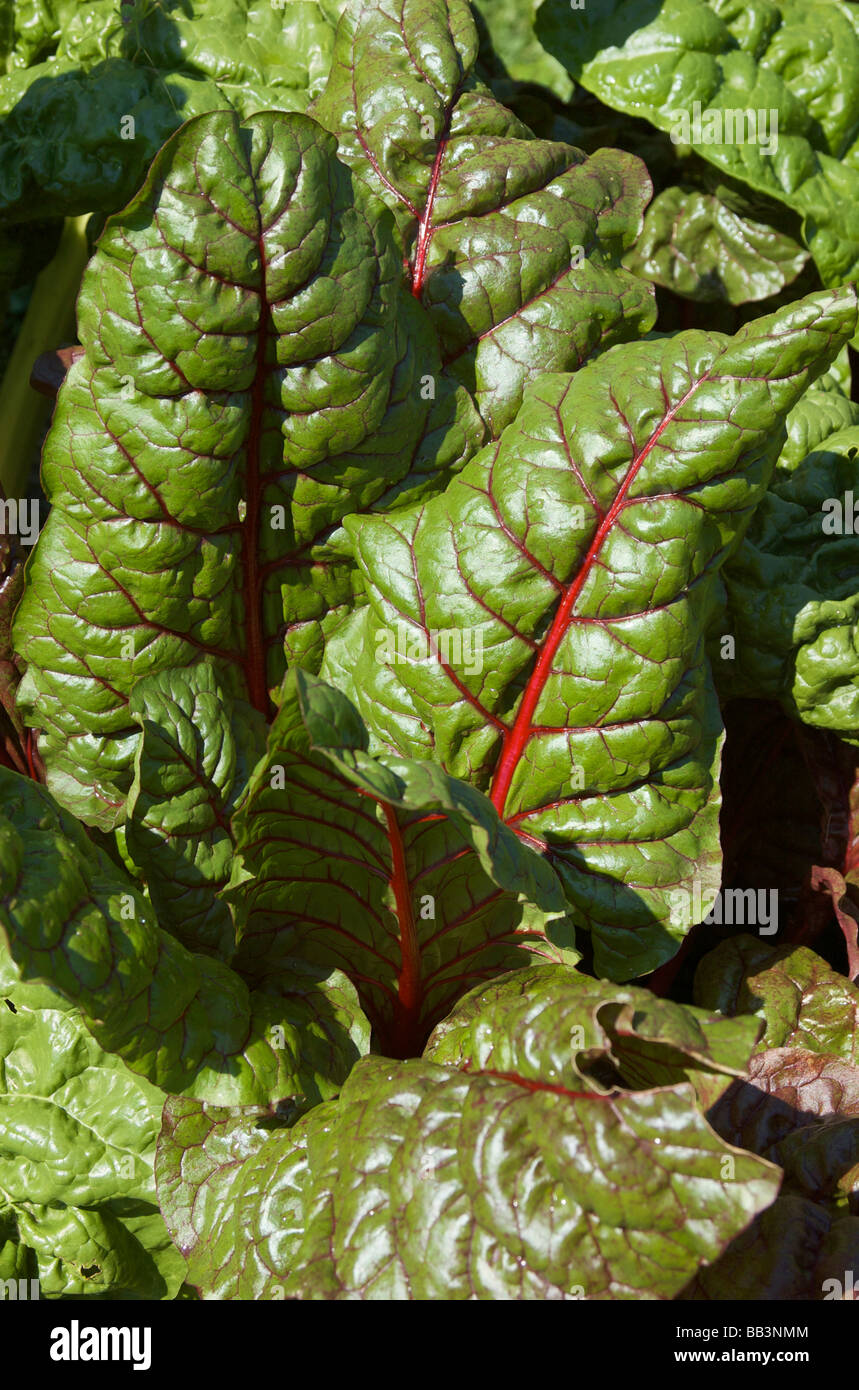Stati Uniti d'America, New England, Massachusetts, Boylston, Tower Hill Giardino Botanico, bietole Foto Stock