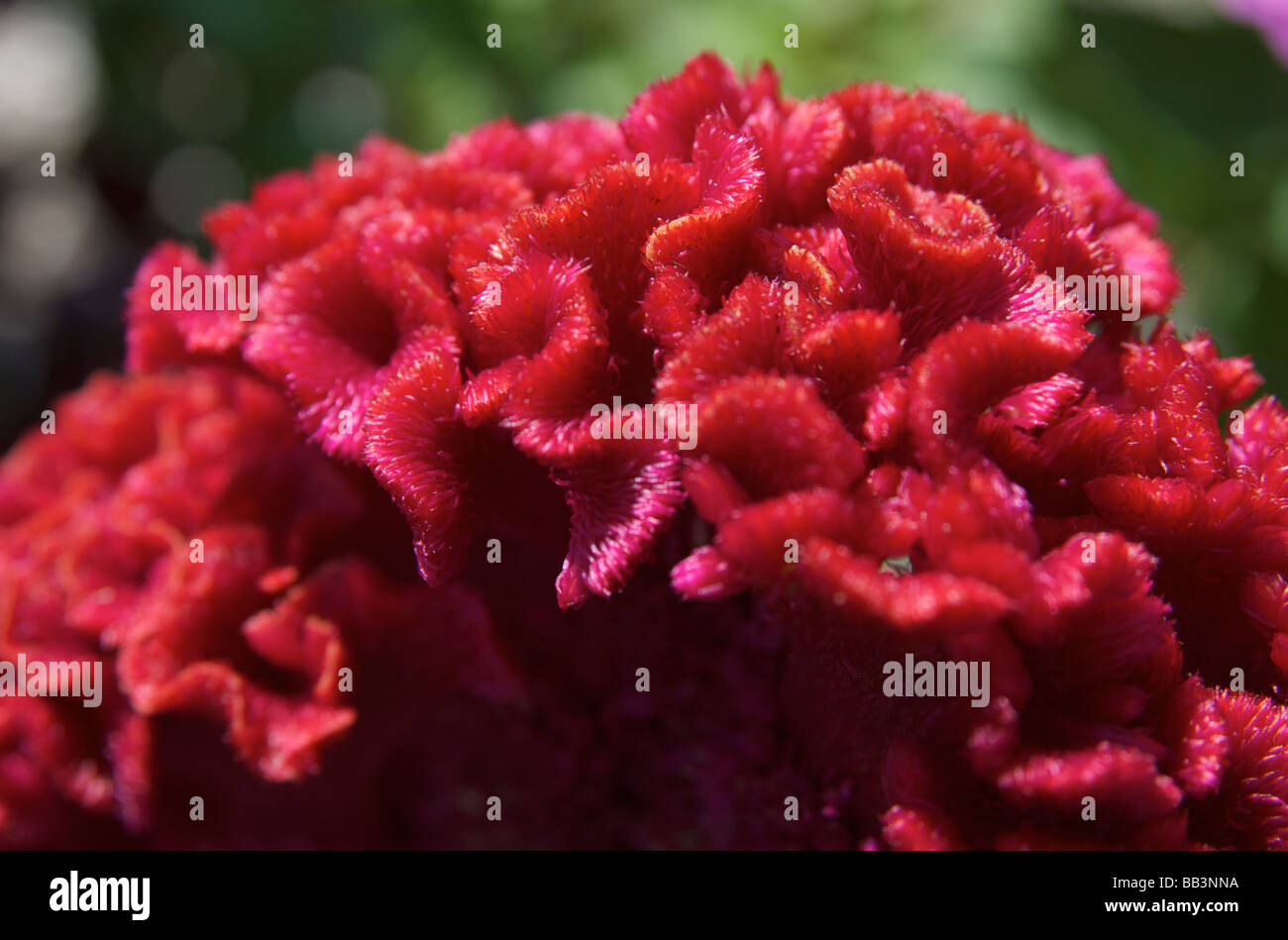 Stati Uniti d'America, Massachusetts, Boylston, Tower Hill Giardino Botanico, fiore Celosia (cresta di gallo) Foto Stock