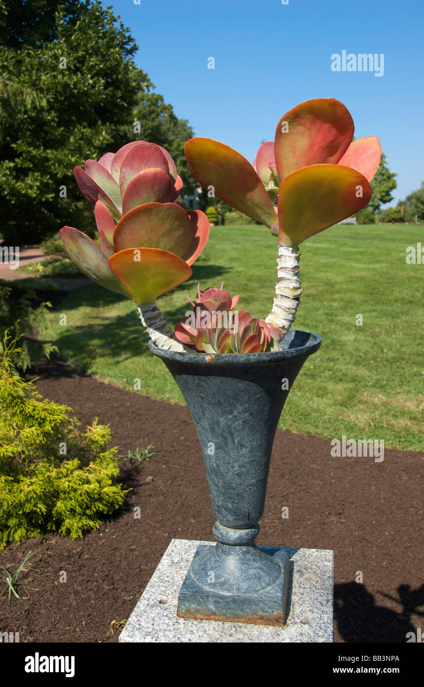 Stati Uniti d'America, New England, Massachusetts, Boylston, Tower Hill Giardino Botanico, succulenti nell urna Foto Stock