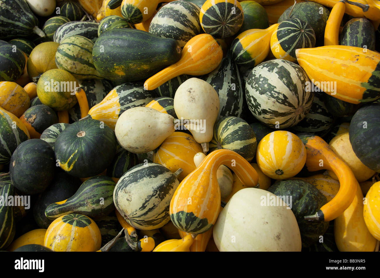 Stati Uniti d'America, New England, Massachusetts, Natick, Lookout Farm, zucche Foto Stock