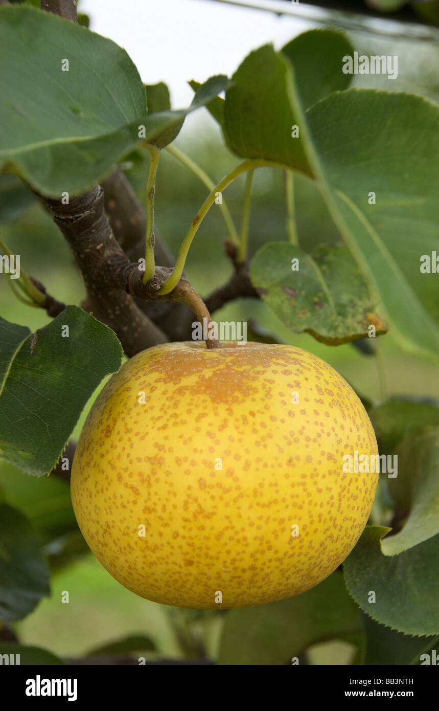 Stati Uniti d'America, New England, Massachusetts, Natick, Lookout Farm, pera asiatica Foto Stock