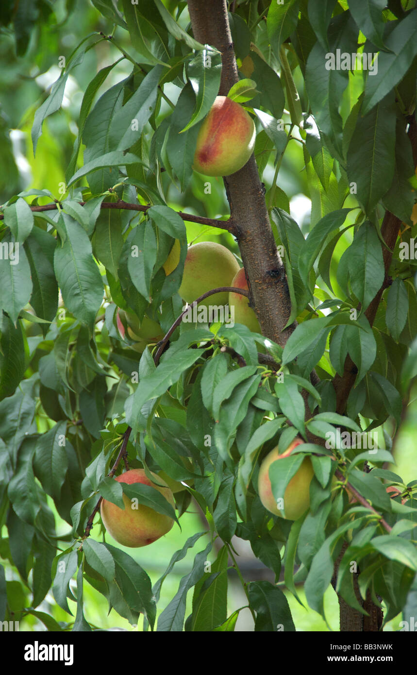 Stati Uniti d'America, New England, Massachusetts, Natick, Lookout Farm, alloro giallo pesco Foto Stock
