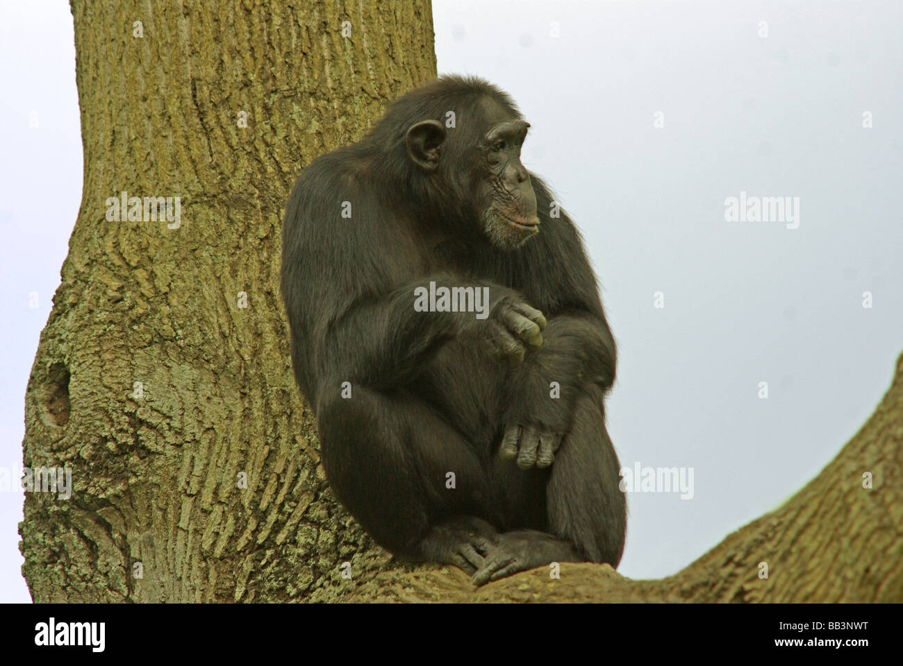 Uno scimpanzé - Pan troglodytes. Foto Stock