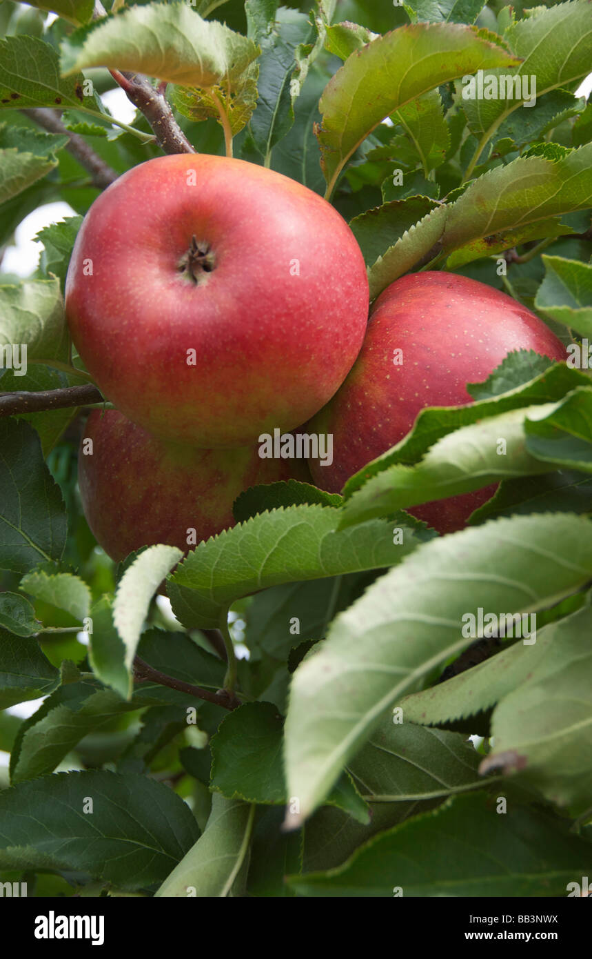 Stati Uniti d'America, New England, Massachusetts, Natick, Lookout Farm, Jonagold mele Foto Stock