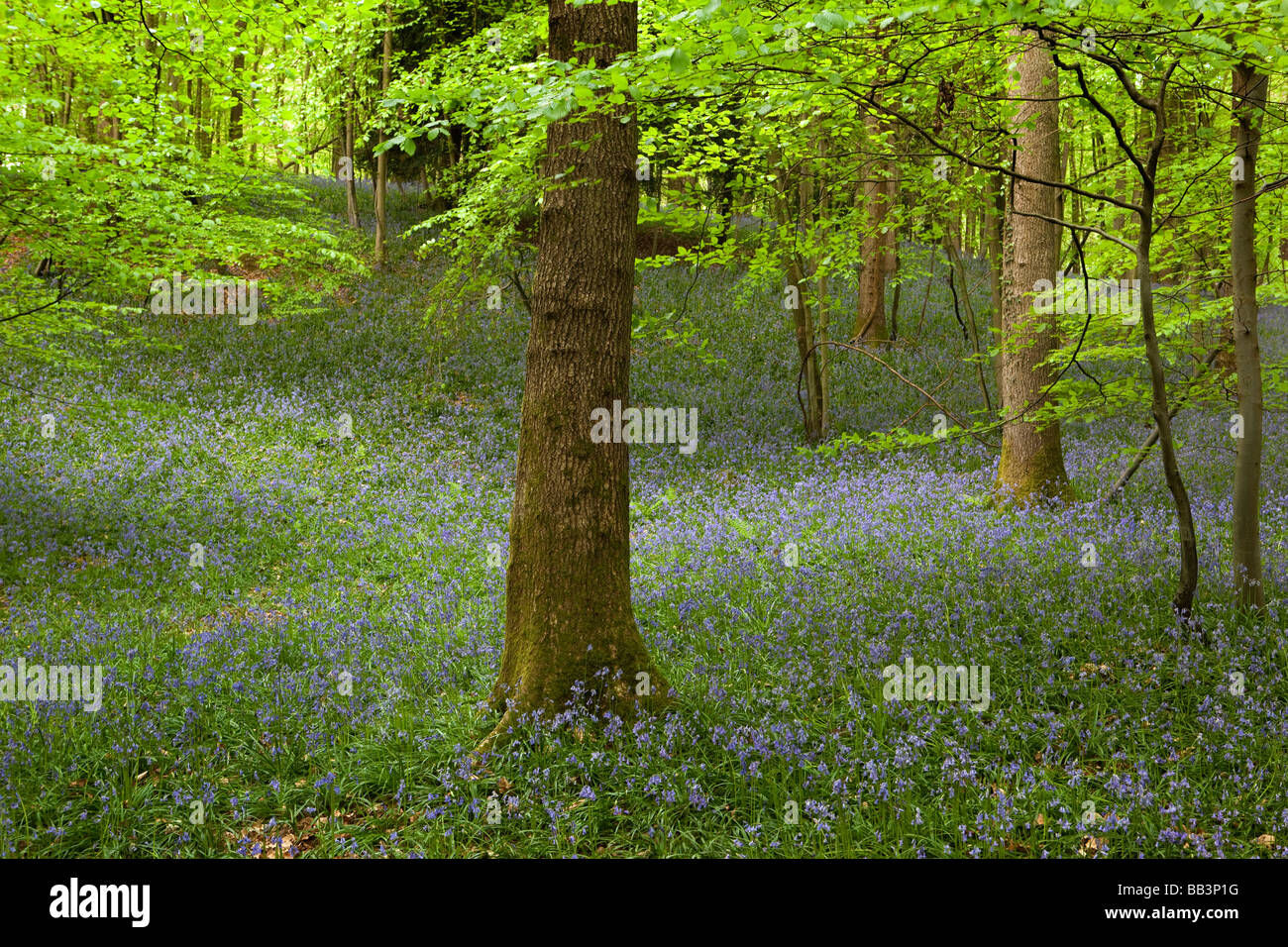 Regno Unito Gloucestershire Foresta di Dean Soudley superiore primavera al bosco di faggio tappezzate in bluebells Foto Stock