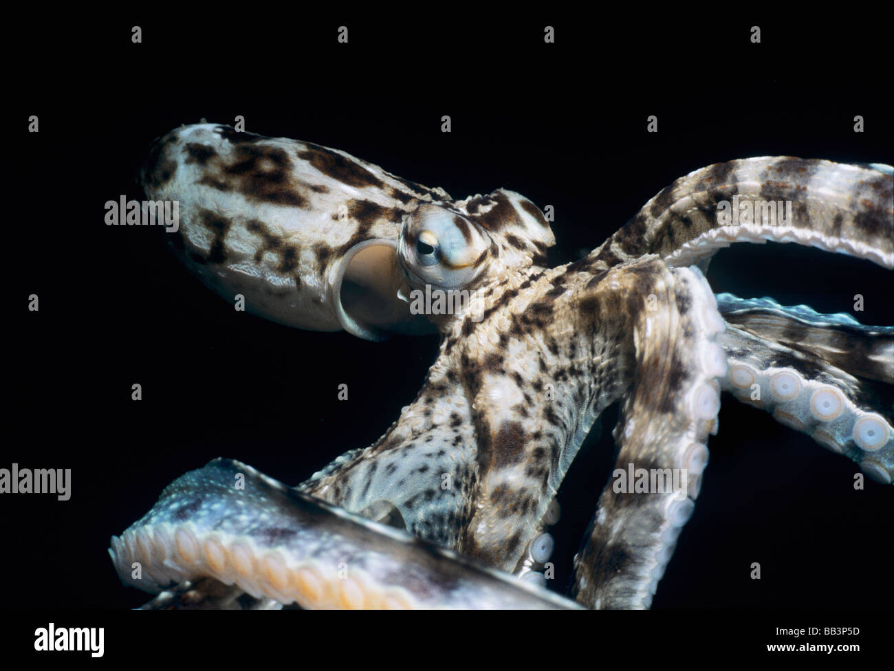 Mimic Octopus Thaumoctopus mimicus Lembeh strait Celebes mare di Sulawesi - Indonesia Foto Stock