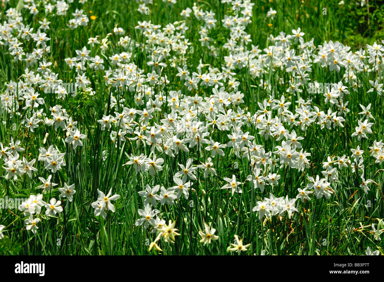 Prato di montagna con la fioritura Narcissus Montreux narcisi Narcissus poeticus vicino a Montreux, Vaud, Svizzera Foto Stock