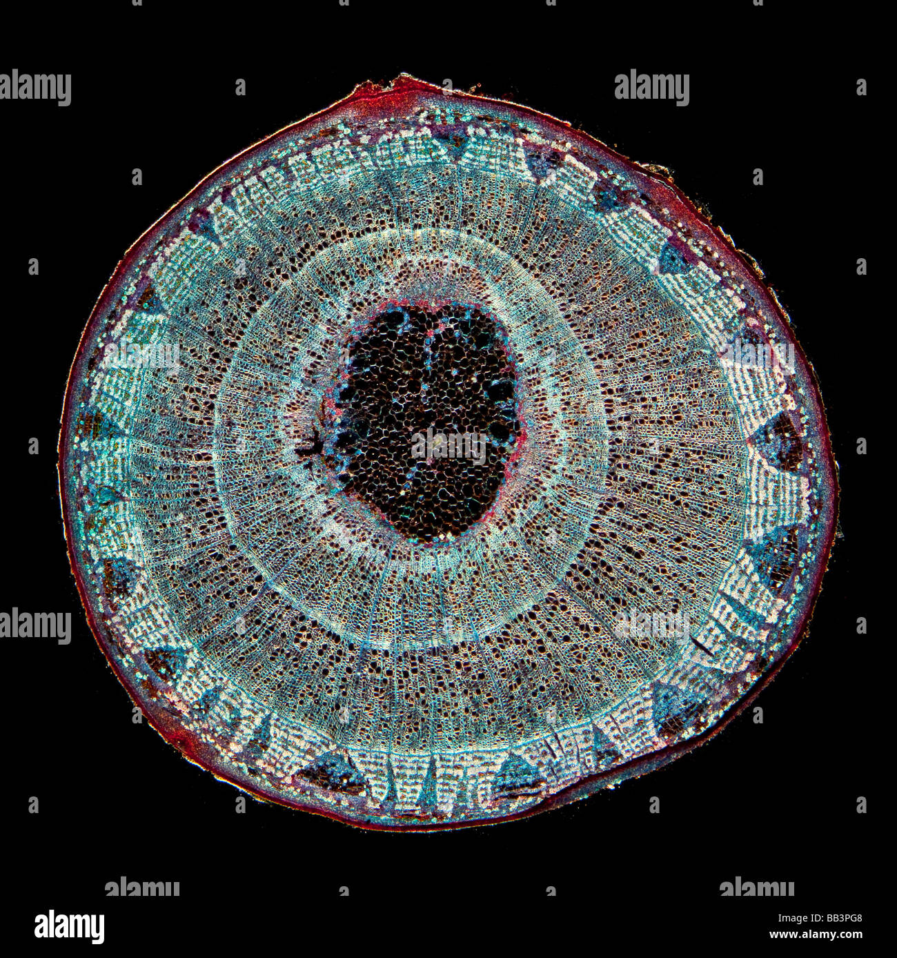 Lime Tree stelo, Tilia sp. T.S. due anni di crescita Foto Stock