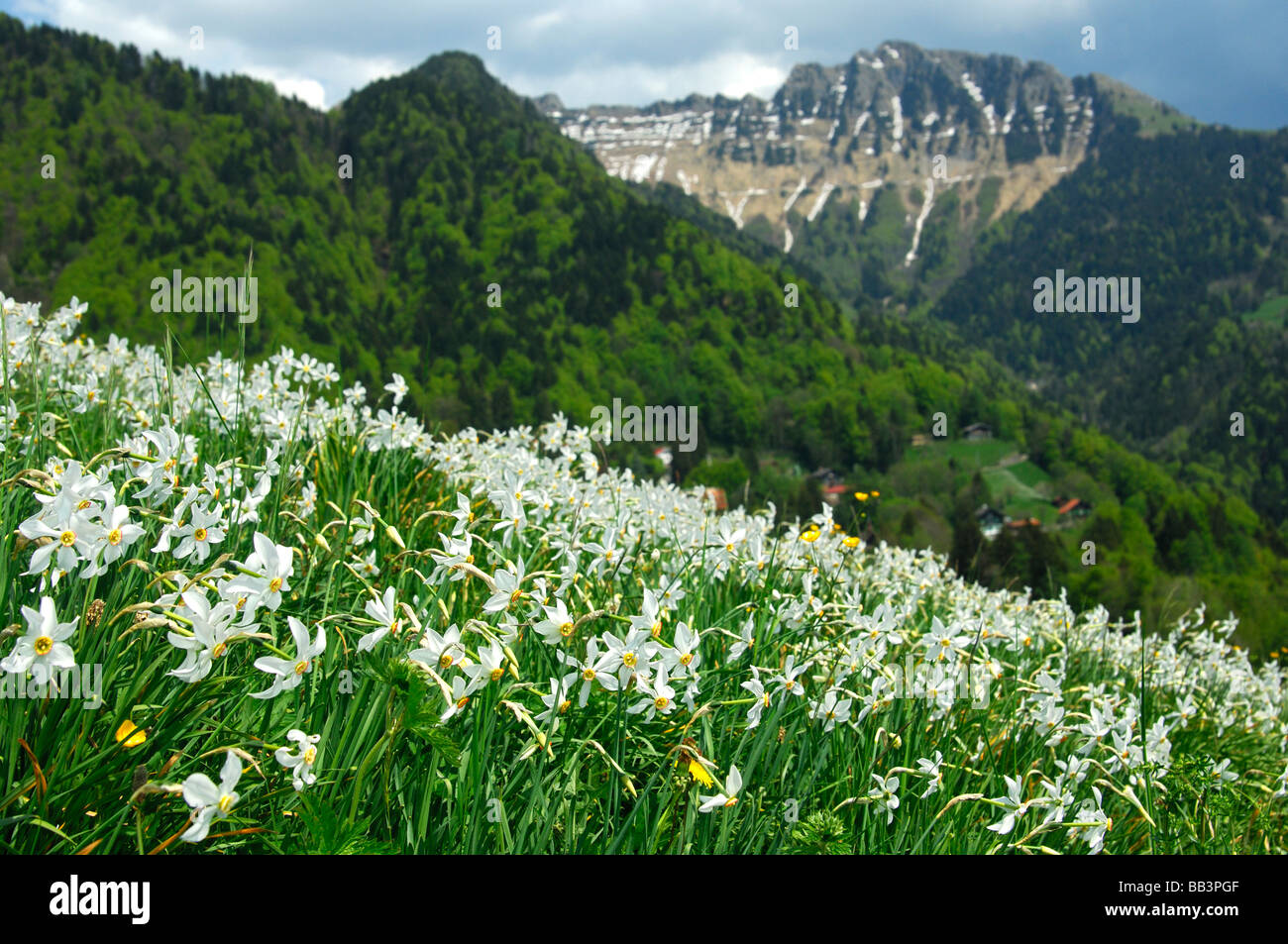 Prato di montagna con la fioritura di narciso, Montreux narcisi, Narcissus poeticus, vicino a Montreux, Vaud, Svizzera Foto Stock