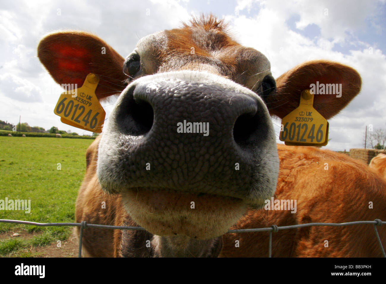 Regno Unito mucca con marchi auricolari Foto Stock