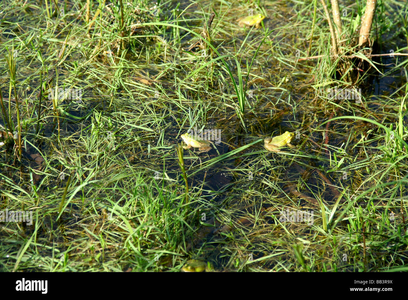 Rana esculenta rane nel lago Topilo Bialowieza Parco Nazionale della Polonia Foto Stock