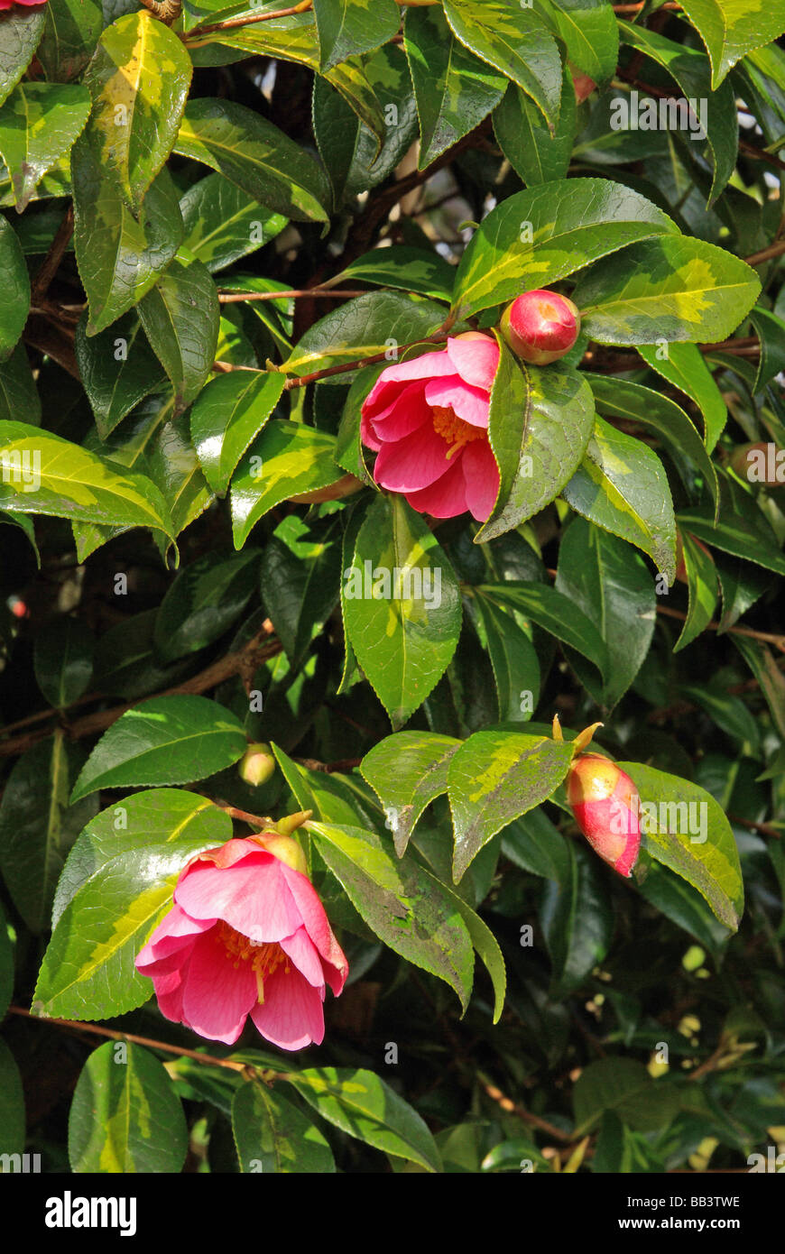 Camellia williamsii var. Golden Spengles. Foto Stock