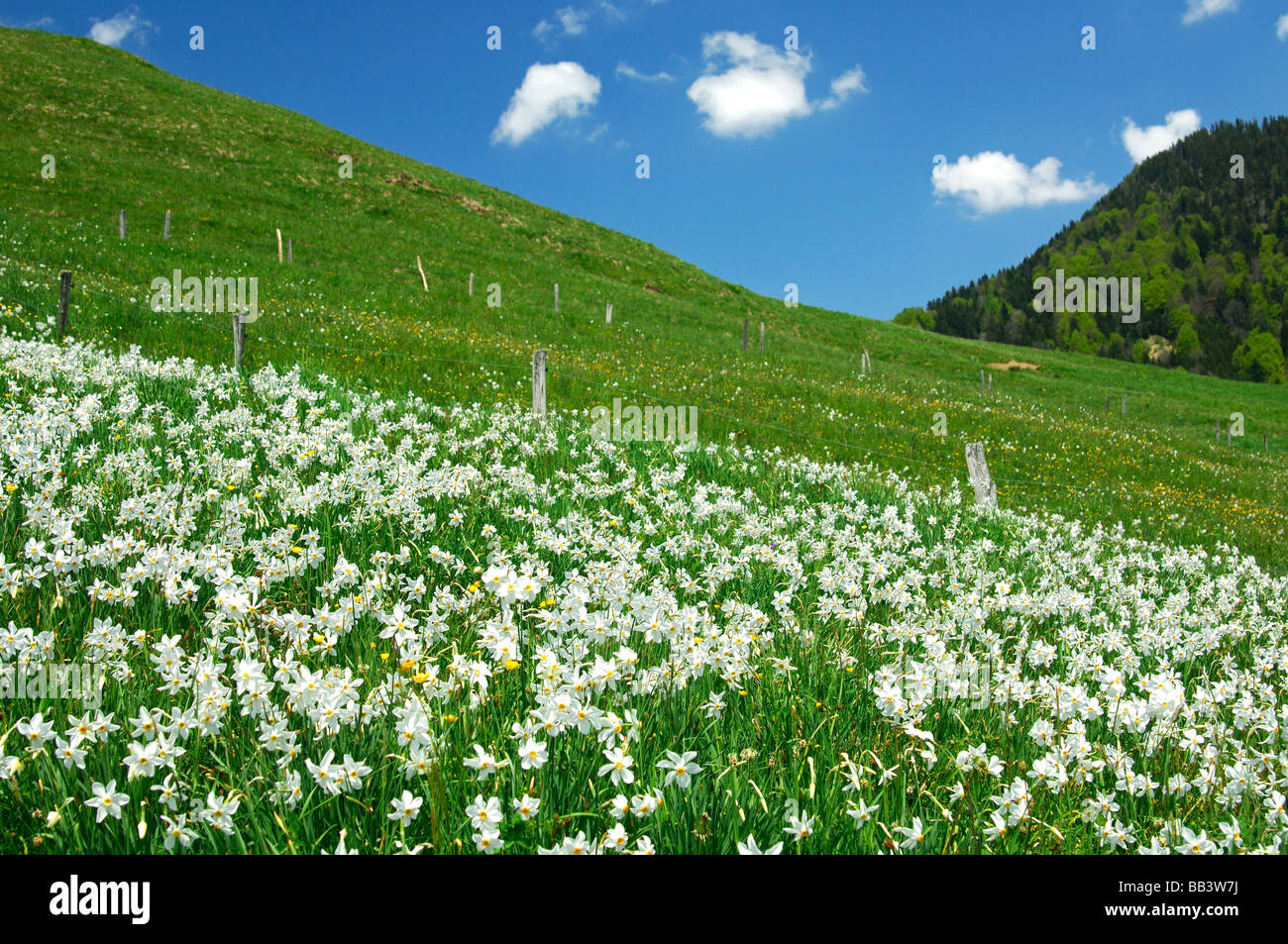 Prato di montagna con la fioritura Narcissus Montreux narcisi Narcissus poeticus vicino a Montreux, Vaud, Svizzera Foto Stock
