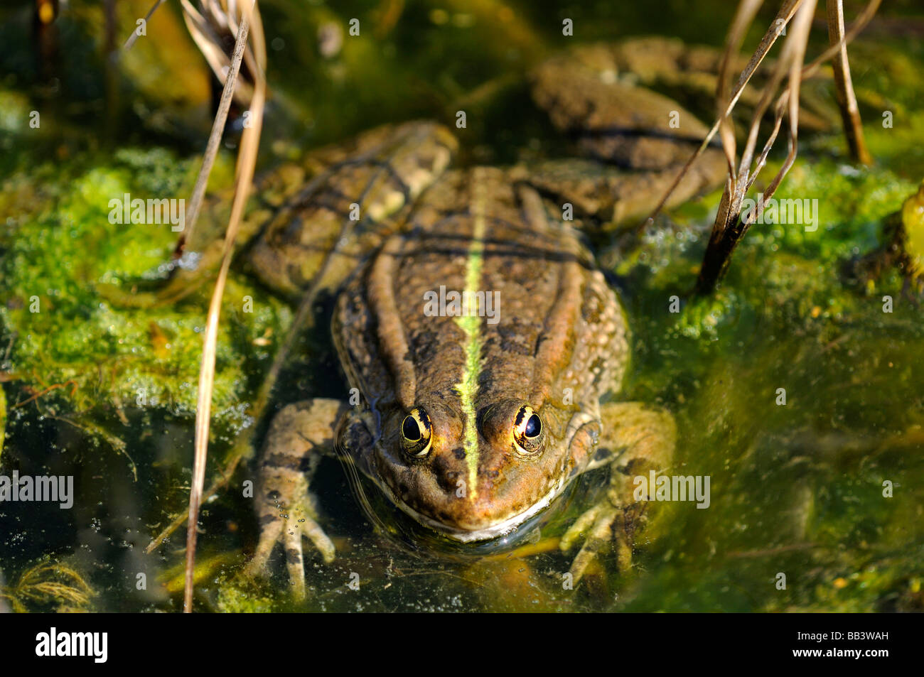 Rana verde, acqua rana Rana esculenta di kl Foto Stock