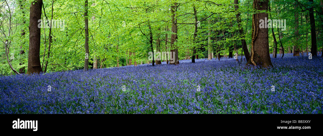 Bluebells nel mese di maggio nella foresta di Dean Gloucestershire, Inghilterra Foto Stock