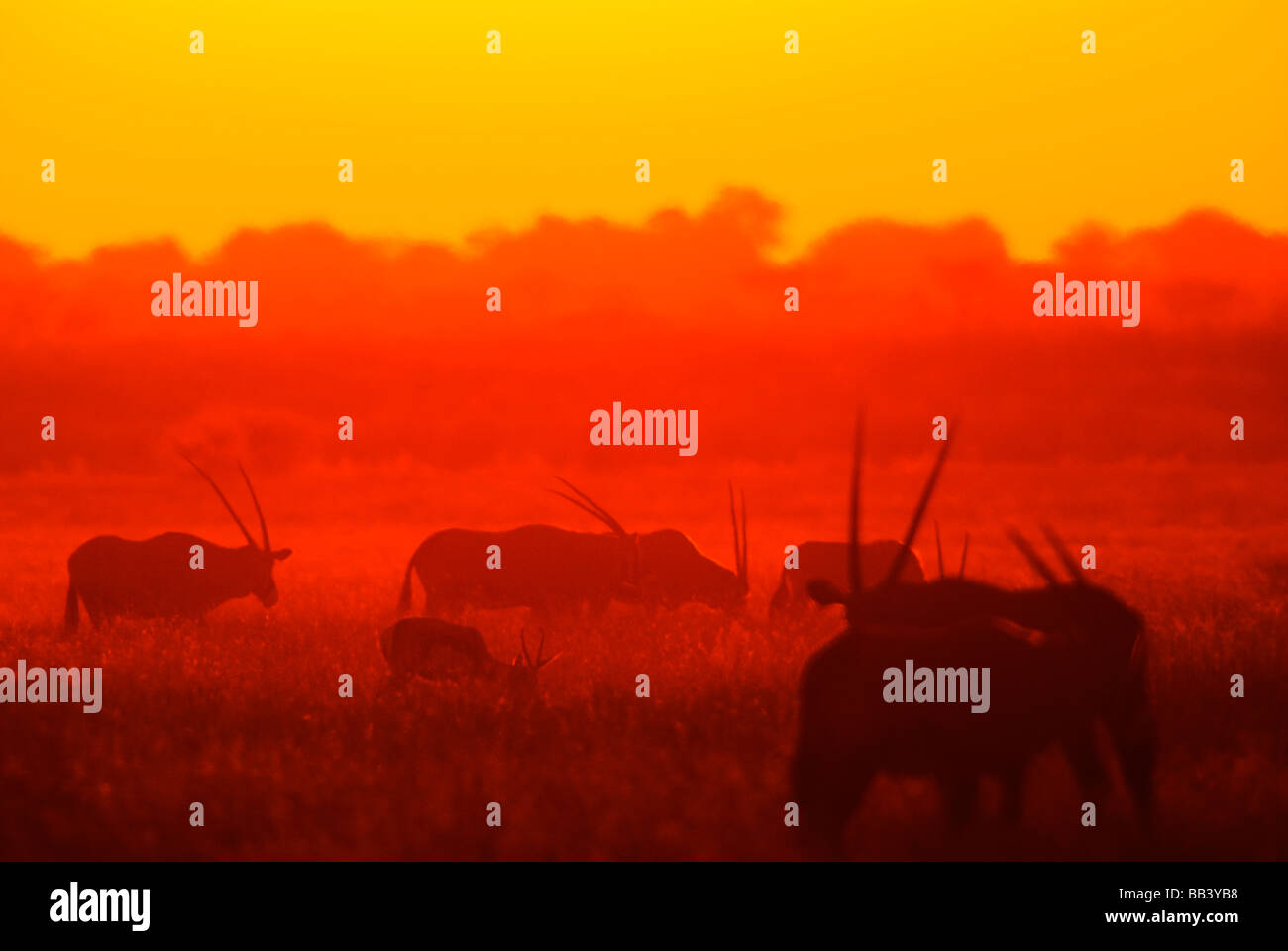 Orix e springbok al tramonto sulla Central Kalahari Park, il Deserto del Kalahari, in Botswana Foto Stock