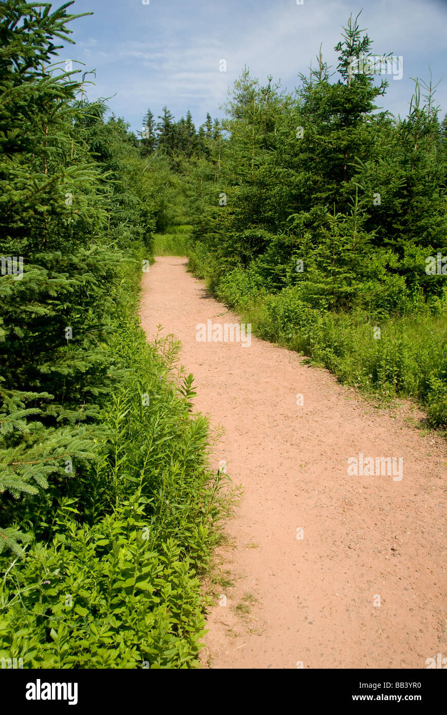 Canada, Prince Edward Island. Green Gables NP. Impostazione per L.M. Montgomery narrativa classica, ossessionato sentiero in legno. Foto Stock