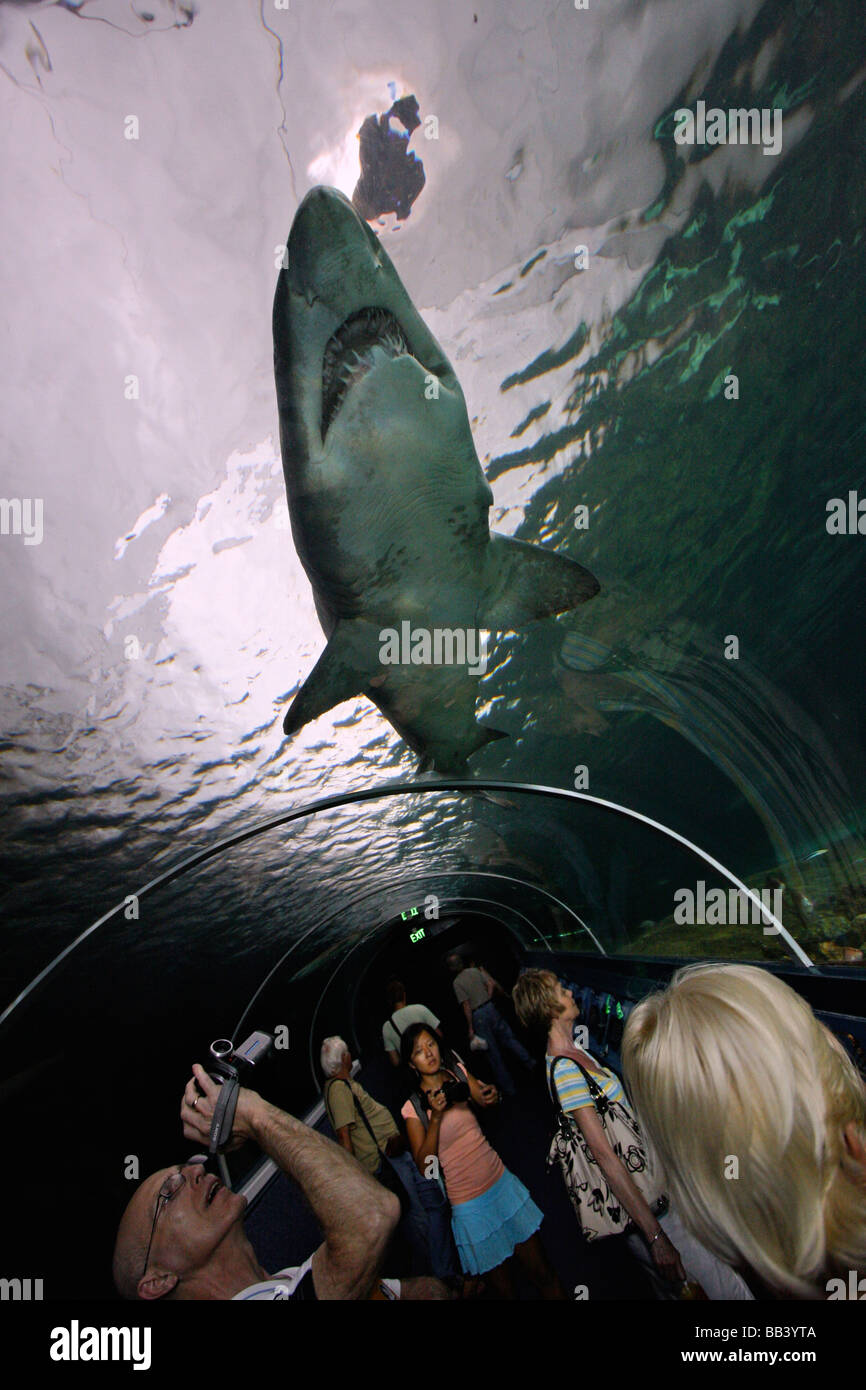 Vetro acrilico in tunnel il Sydney Aquarium Foto Stock