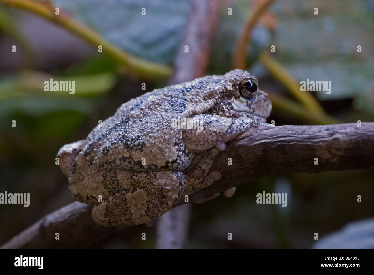 Una treefrog grigio Foto Stock