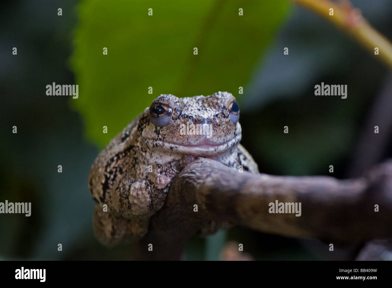 Una treefrog grigio Foto Stock