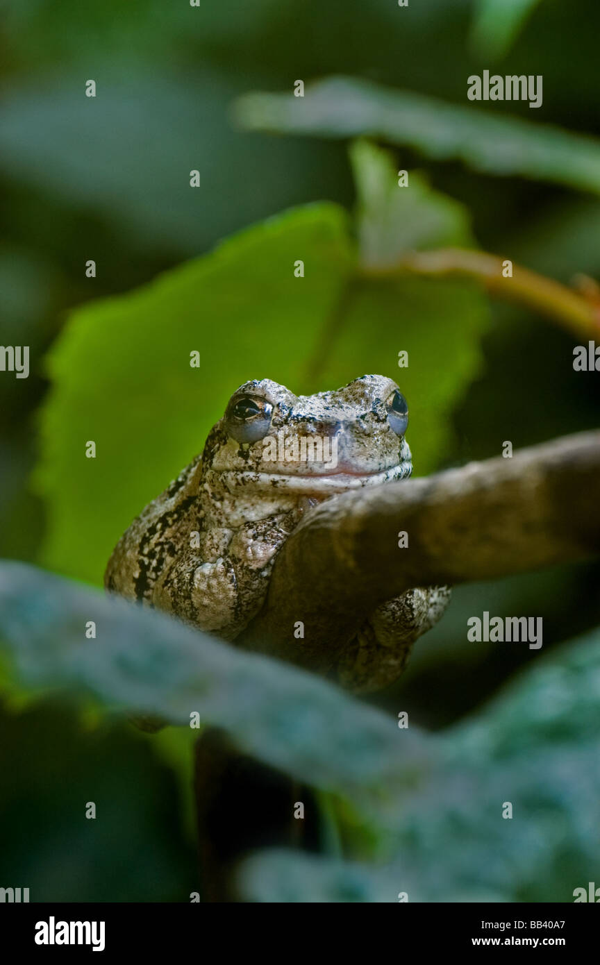 Una treefrog grigio Foto Stock