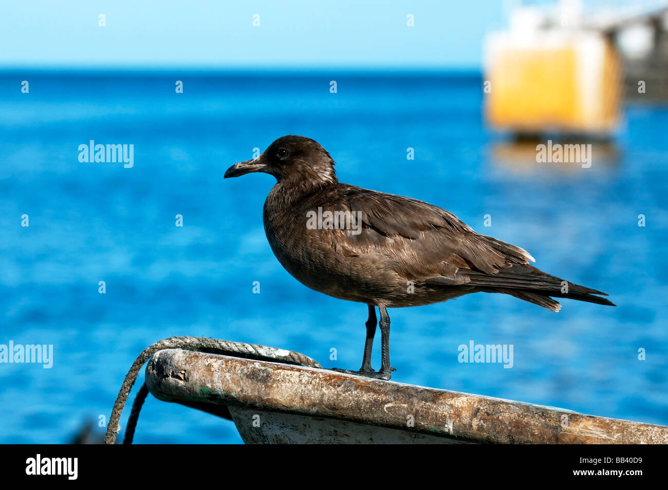 'Giovane gabbiano' Foto Stock