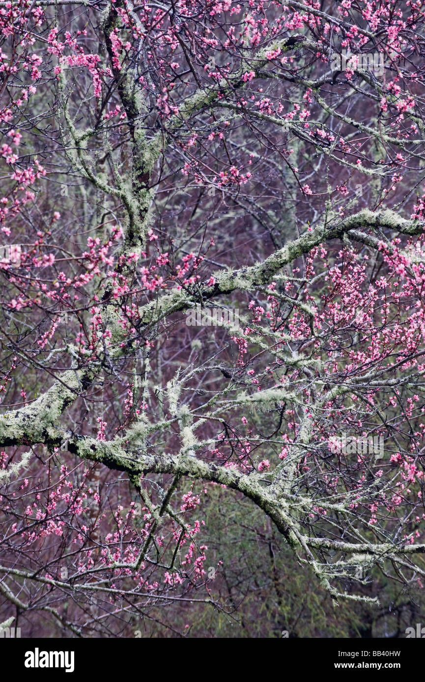 Stati Uniti d'America, North Carolina, Great Smoky Mountains National Park. Fiore di Ciliegio albero in fiore con moss sulle arti. Foto Stock