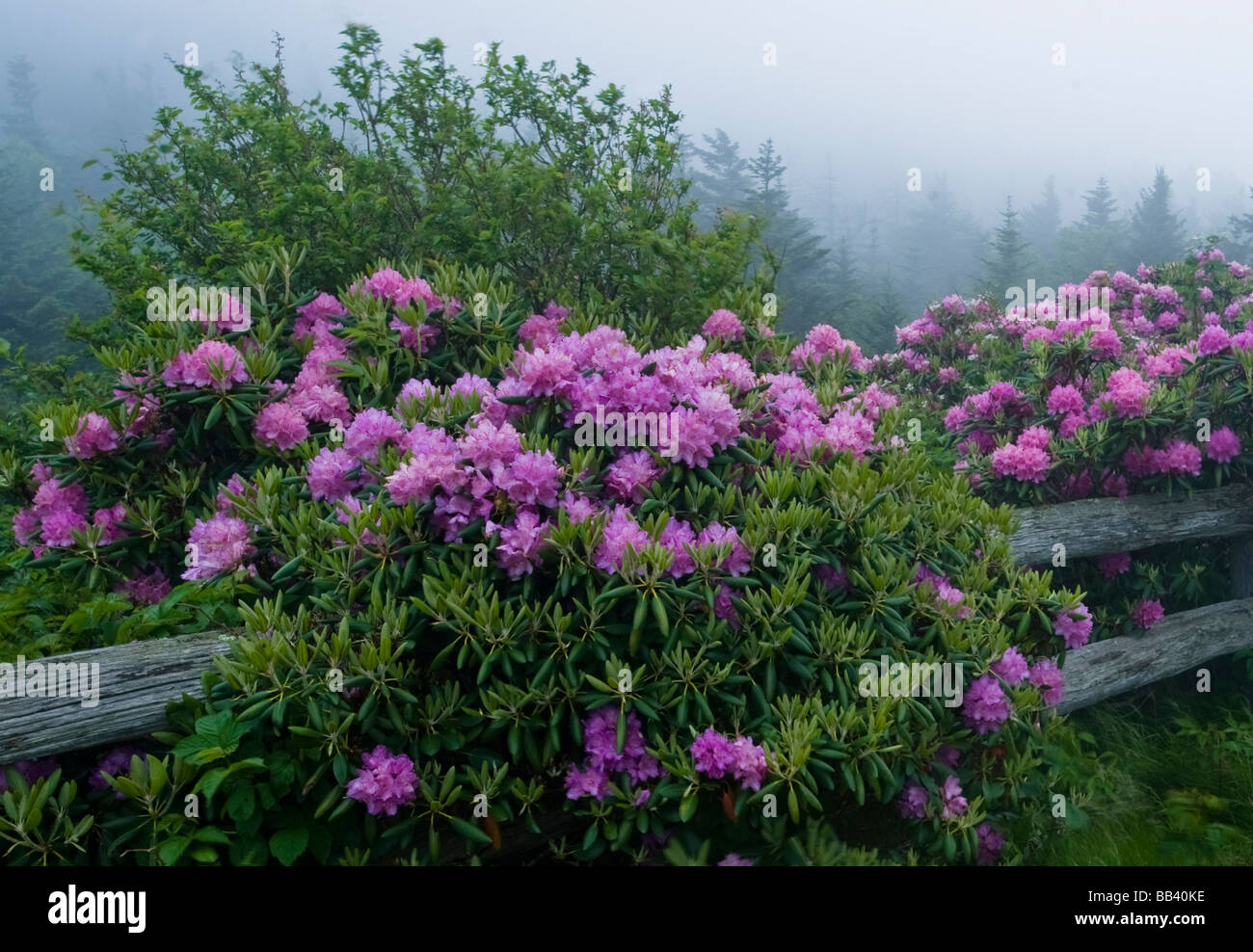 Stati Uniti d'America, North Carolina, Stefano Montagna. Catawba rododendri lungo il recinto sul nebbioso giorno. Foto Stock