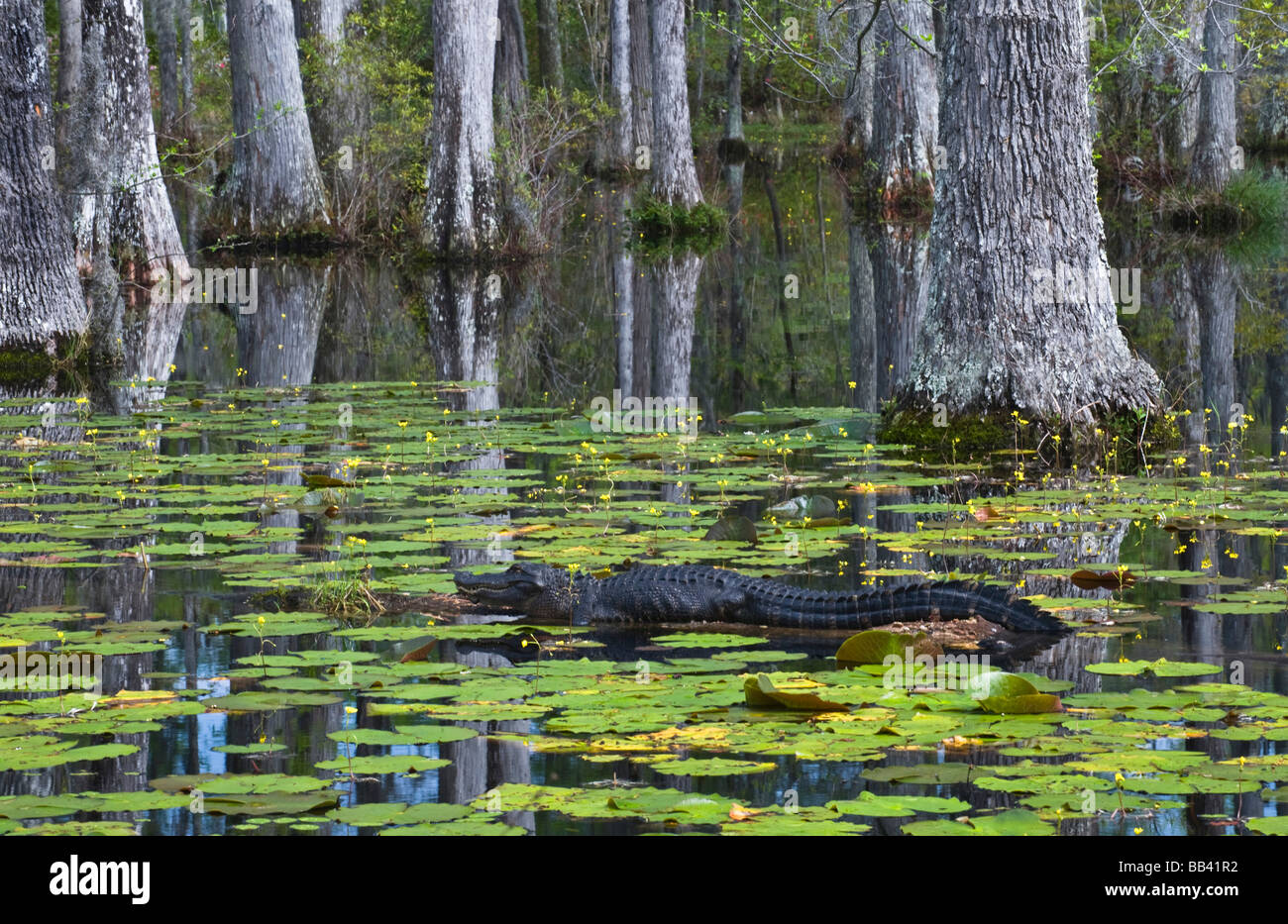 Stati Uniti d'America, Sud Carolina, Cypress Gardens. Alligatore poggia su log in palude. Foto Stock