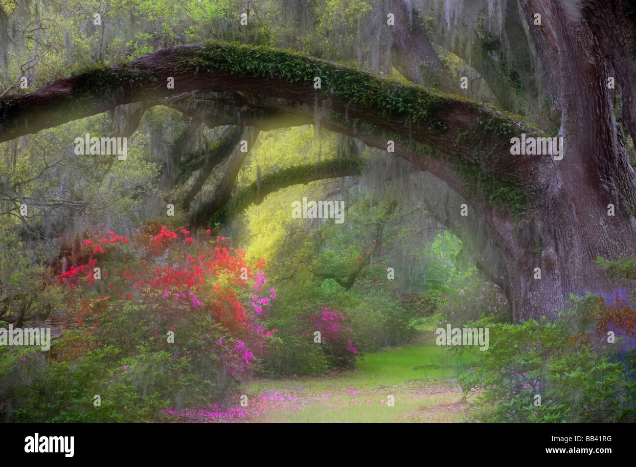 Stati Uniti d'America, Sud Carolina, Magnolia Gardens. Moss-laden Live Oak tree e azalee accanto al sentiero. Foto Stock