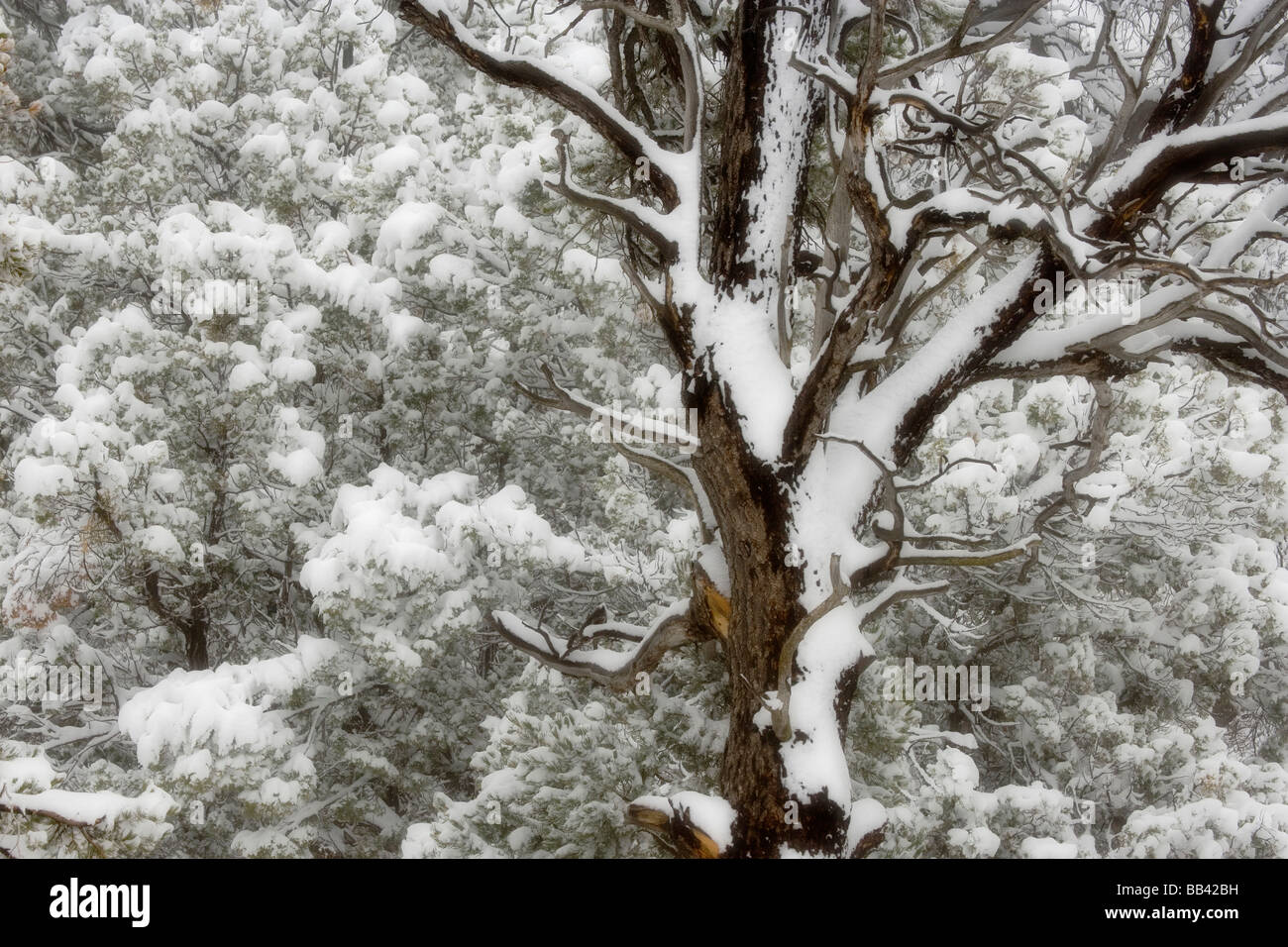 Stati Uniti d'America, Utah. Ginepri e pini polmonato con neve fresca. Foto Stock