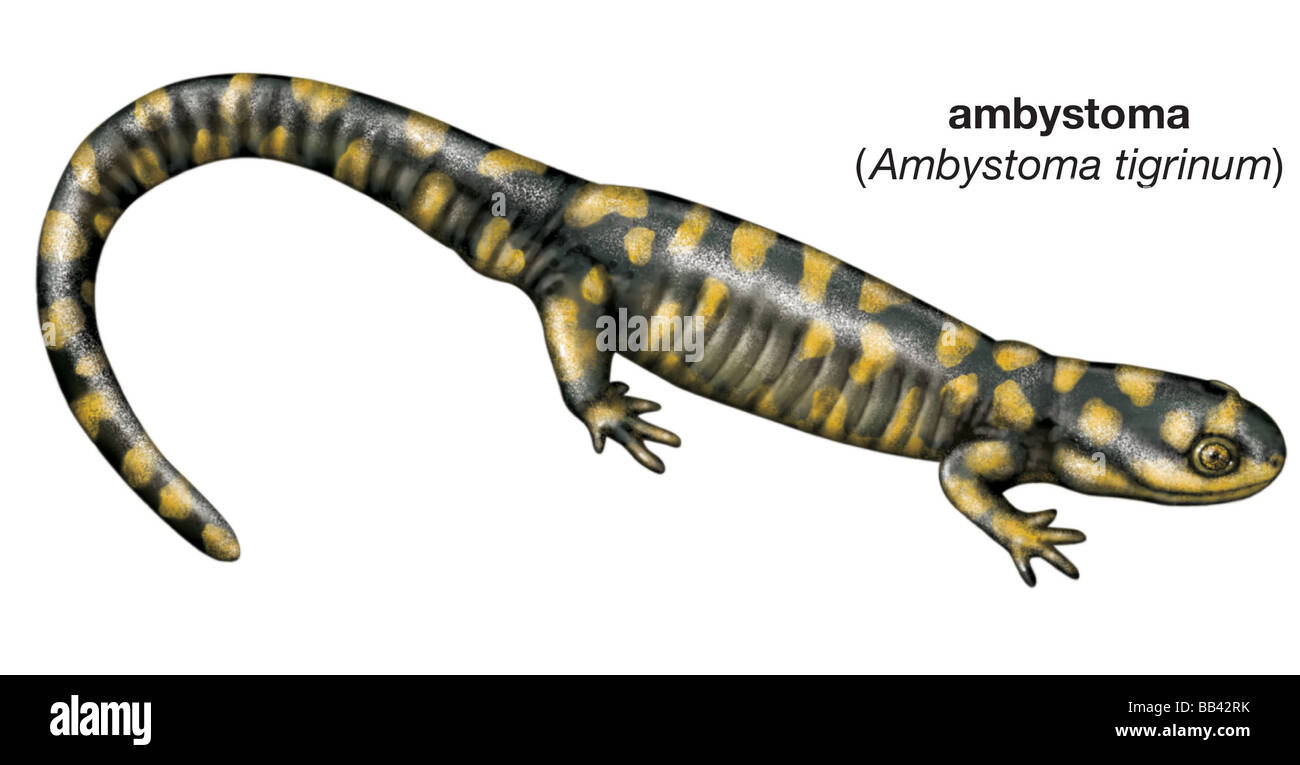 Tiger salamander (Ambystoma tigrinum) Foto Stock