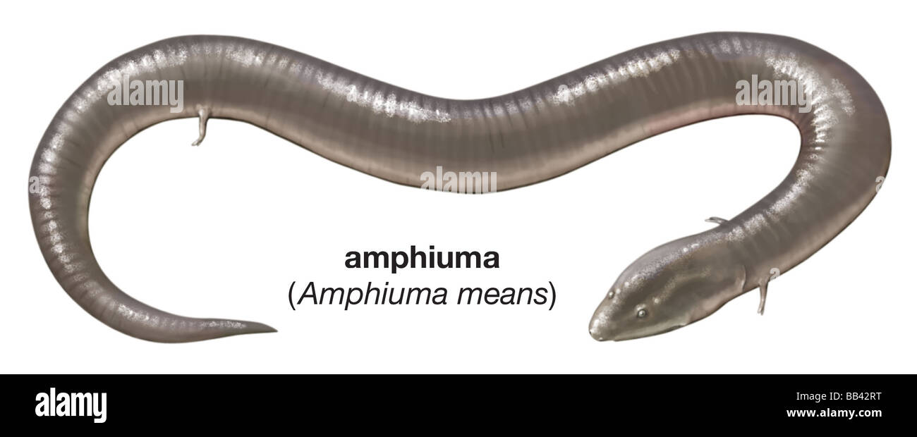 Due-toed amphiuma (Amphiuma mezzi) Foto Stock