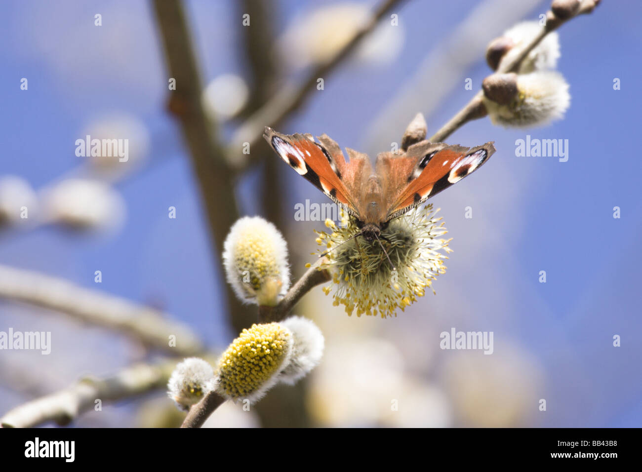 Farfalla pavone Inachis io appena emerse da più di letargo invernale alimentando il salicone fiori Foto Stock