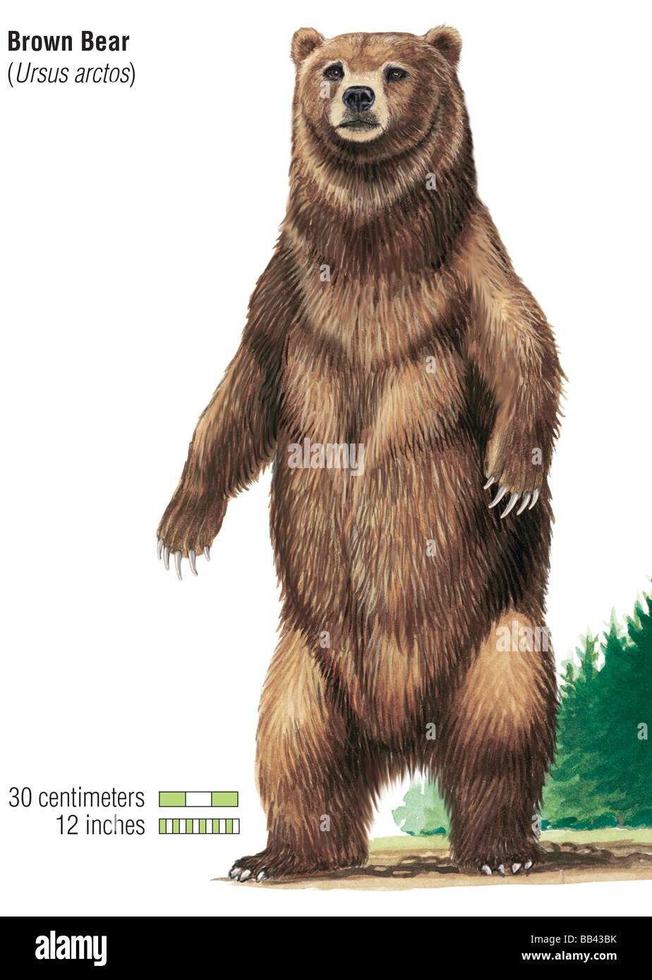 L'orso bruno (Ursus arctos) Foto Stock