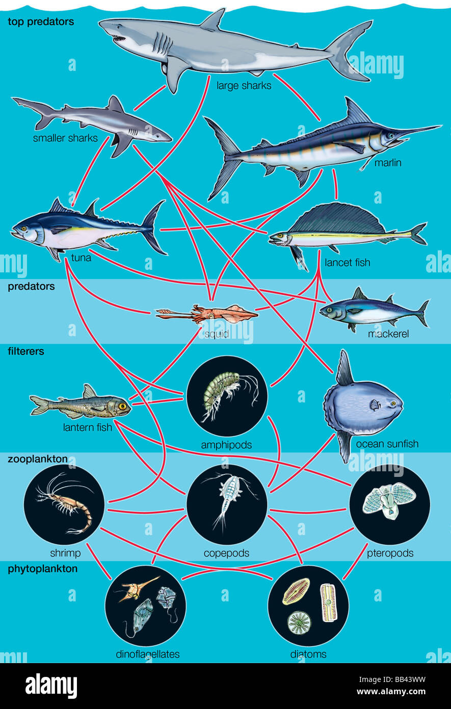 Preferenze aquatic food web. Parassiti, tra le più diverse specie nel web di cibo, non sono mostrati. Foto Stock