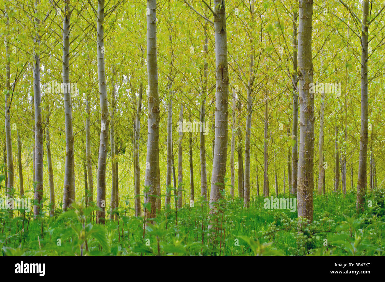 Foresta di primavera Foto Stock