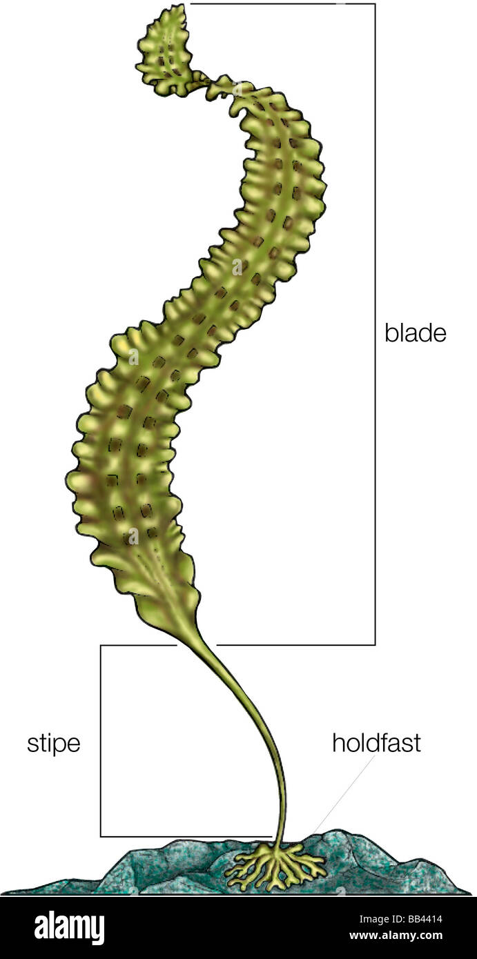La struttura dell'alga marina Laminaria agardhii. Foto Stock